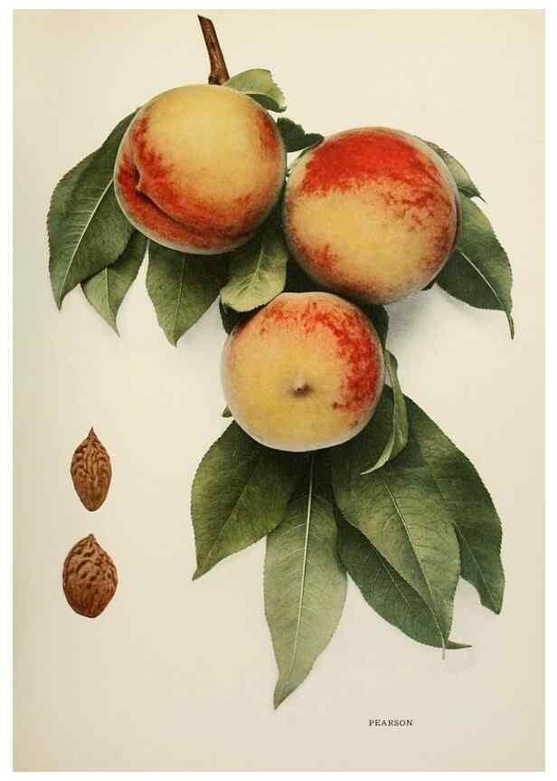 Reproducción/Reproduction 29211237794: The peaches of New York,. Albany,J. B. Lyon Company, printers,1917.