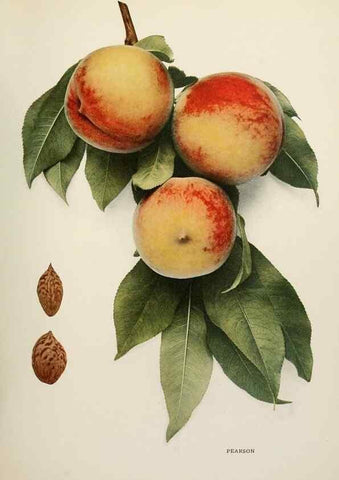 Reproducción/Reproduction 29211237794: The peaches of New York,. Albany,J. B. Lyon Company, printers,1917.