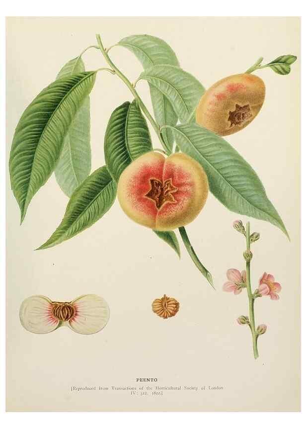 Reproducción/Reproduction 29838464225: The peaches of New York,. Albany,J. B. Lyon Company, printers,1917.