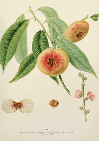 Reproducción/Reproduction 29838464225: The peaches of New York,. Albany,J. B. Lyon Company, printers,1917.