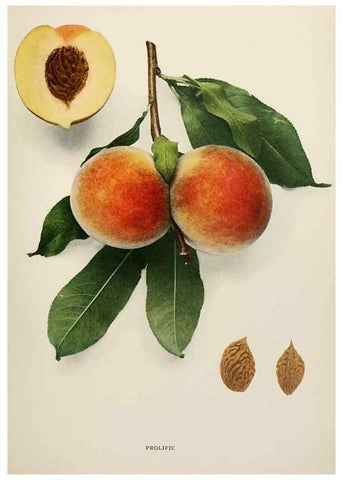 Reproducción/Reproduction 29211241374: The peaches of New York,. Albany,J. B. Lyon Company, printers,1917.