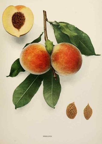 Reproducción/Reproduction 29211241374: The peaches of New York,. Albany,J. B. Lyon Company, printers,1917.