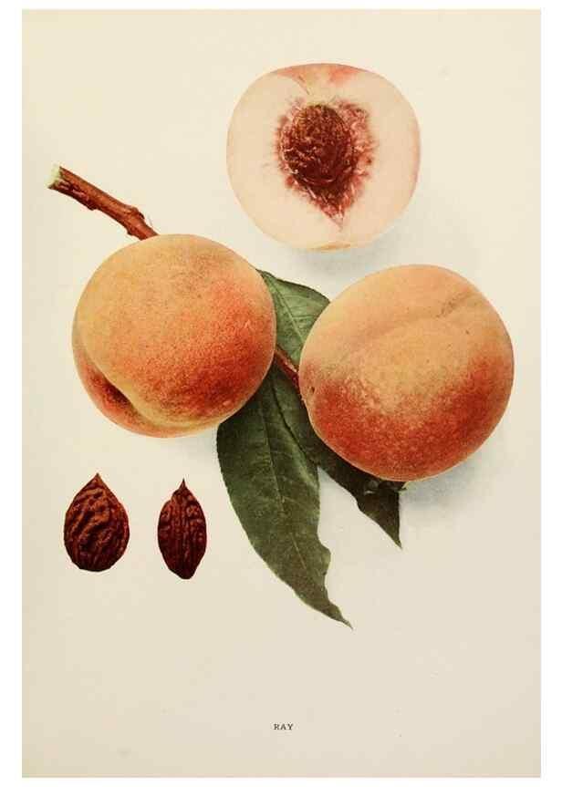 Reproducción/Reproduction 29212440613: The peaches of New York,. Albany,J. B. Lyon Company, printers,1917.