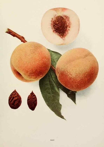 Reproducción/Reproduction 29212440613: The peaches of New York,. Albany,J. B. Lyon Company, printers,1917.