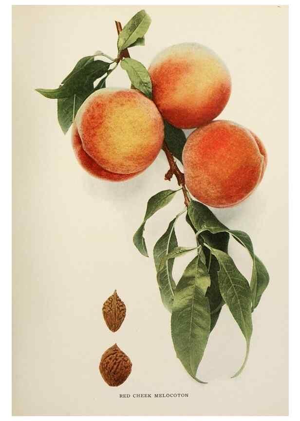 Reproducción/Reproduction 29211247874: The peaches of New York,. Albany,J. B. Lyon Company, printers,1917.