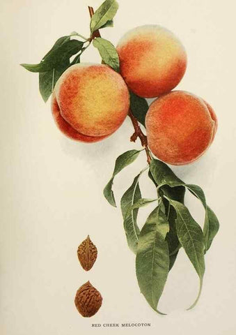 Reproducción/Reproduction 29211247874: The peaches of New York,. Albany,J. B. Lyon Company, printers,1917.