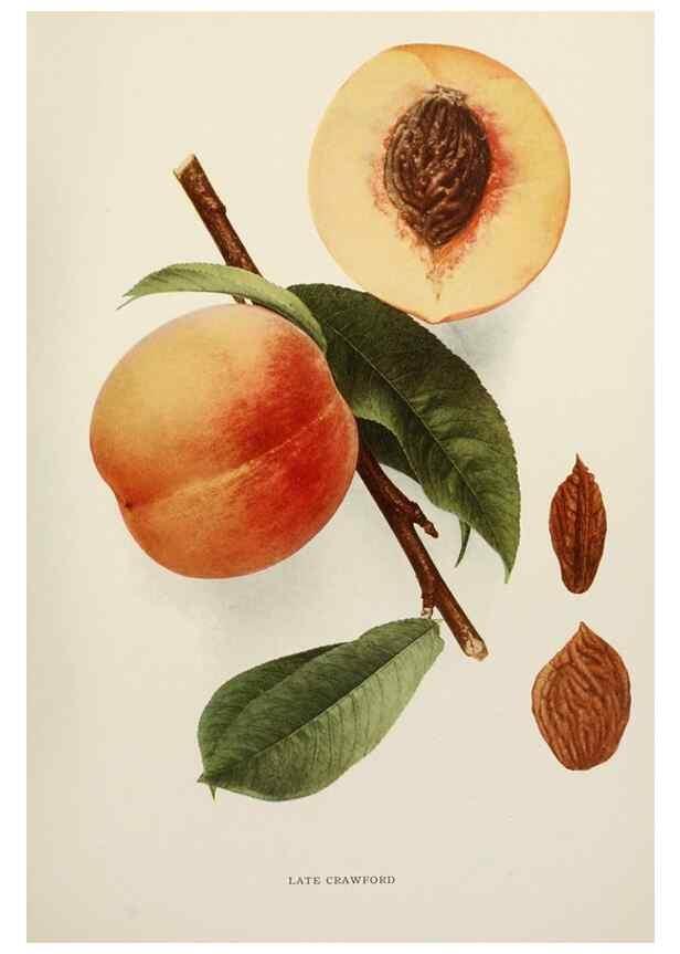 Reproducción/Reproduction 29725352242: The peaches of New York,. Albany,J. B. Lyon Company, printers,1917.
