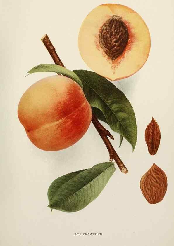 Reproducción/Reproduction 29725352242: The peaches of New York,. Albany,J. B. Lyon Company, printers,1917.