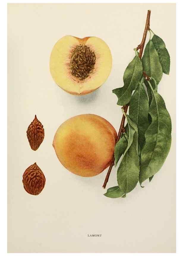 Reproducción/Reproduction 29211209024: The peaches of New York,. Albany,J. B. Lyon Company, printers,1917.