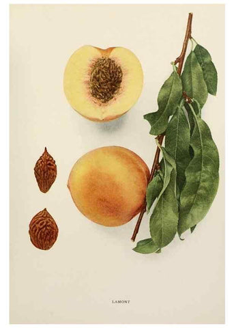 Reproducción/Reproduction 29211209024: The peaches of New York,. Albany,J. B. Lyon Company, printers,1917.