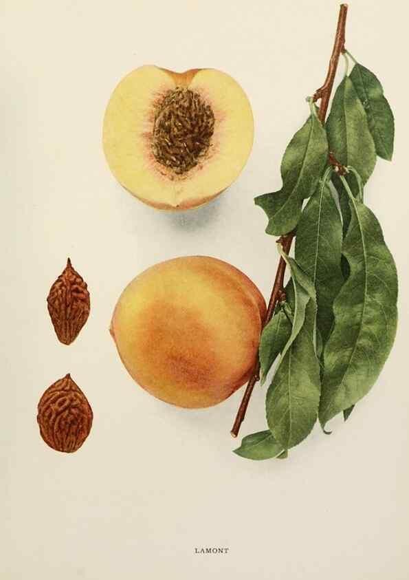 Reproducción/Reproduction 29211209024: The peaches of New York,. Albany,J. B. Lyon Company, printers,1917.