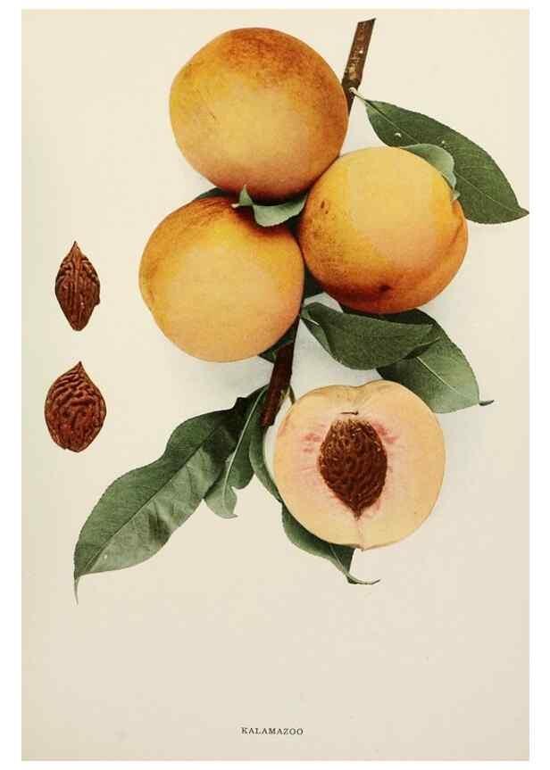 Reproducción/Reproduction 29838415675: The peaches of New York,. Albany,J. B. Lyon Company, printers,1917.