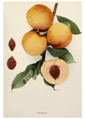 Reproducción/Reproduction 29838415675: The peaches of New York,. Albany,J. B. Lyon Company, printers,1917.