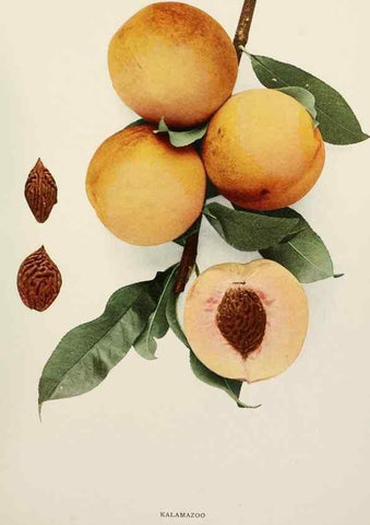 Reproducción/Reproduction 29838415675: The peaches of New York,. Albany,J. B. Lyon Company, printers,1917.