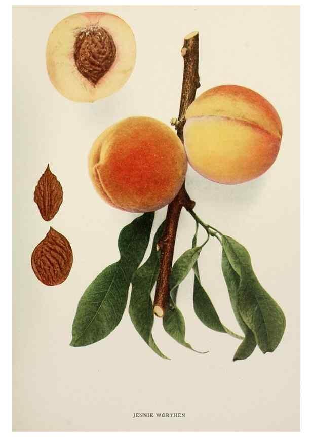 Reproducción/Reproduction 29838409675: The peaches of New York,. Albany,J. B. Lyon Company, printers,1917.