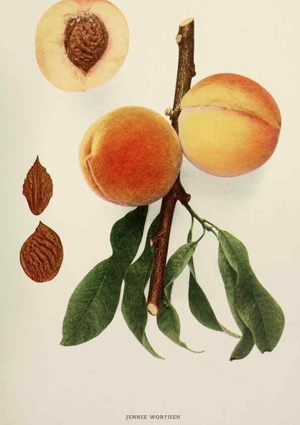 Reproducción/Reproduction 29838409675: The peaches of New York,. Albany,J. B. Lyon Company, printers,1917.