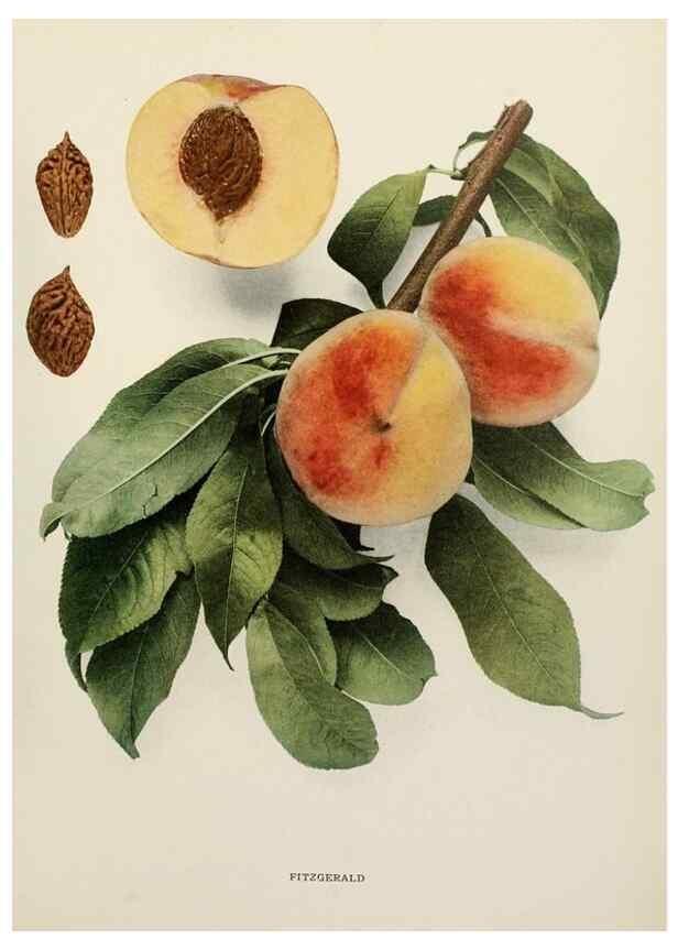 Reproducción/Reproduction 29211146034: The peaches of New York,. Albany,J. B. Lyon Company, printers,1917.