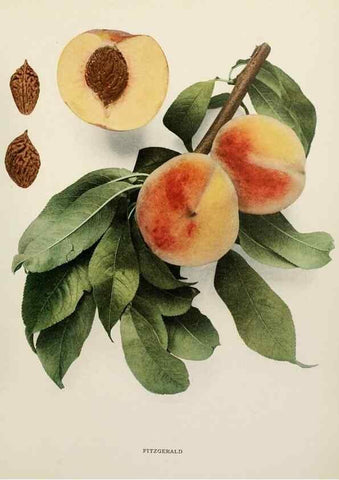 Reproducción/Reproduction 29211146034: The peaches of New York,. Albany,J. B. Lyon Company, printers,1917.