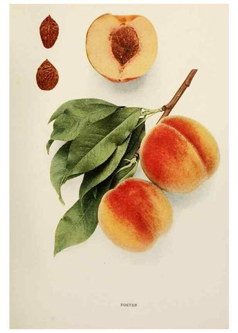 Reproducción/Reproduction 29803018466: The peaches of New York,. Albany,J. B. Lyon Company, printers,1917.