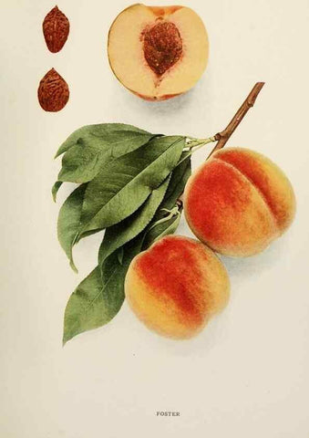 Reproducción/Reproduction 29803018466: The peaches of New York,. Albany,J. B. Lyon Company, printers,1917.