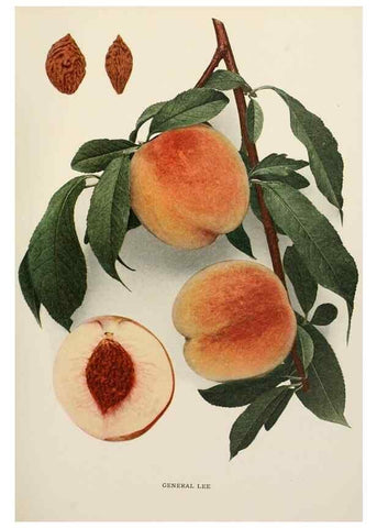 Reproducción/Reproduction 29803022856: The peaches of New York,. Albany,J. B. Lyon Company, printers,1917.