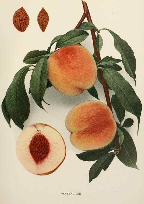 Reproducción/Reproduction 29803022856: The peaches of New York,. Albany,J. B. Lyon Company, printers,1917.