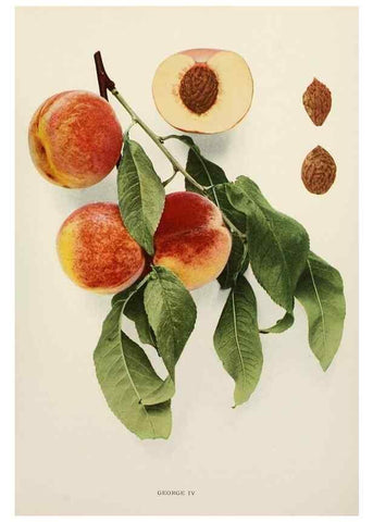 Reproducción/Reproduction 29803027756: The peaches of New York,. Albany,J. B. Lyon Company, printers,1917.