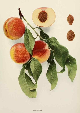 Reproducción/Reproduction 29803027756: The peaches of New York,. Albany,J. B. Lyon Company, printers,1917.