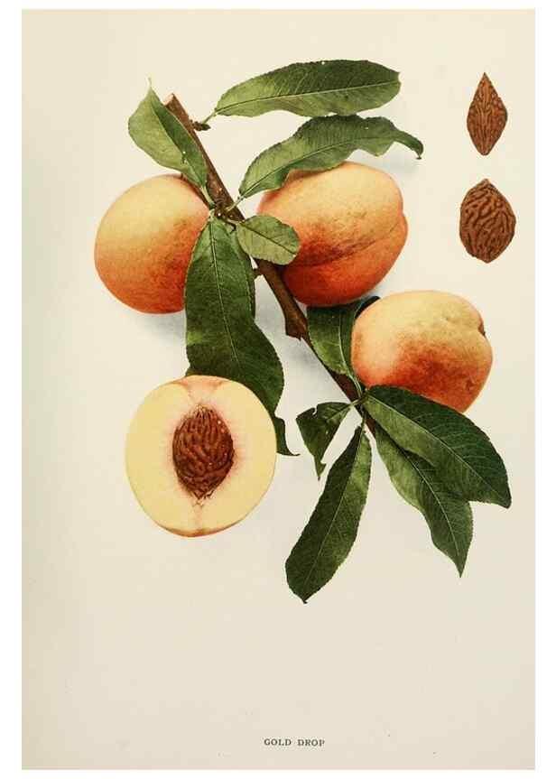 Reproducción/Reproduction 29212350093: The peaches of New York,. Albany,J. B. Lyon Company, printers,1917.