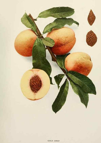 Reproducción/Reproduction 29212350093: The peaches of New York,. Albany,J. B. Lyon Company, printers,1917.
