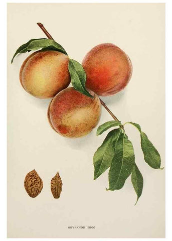 Reproducción/Reproduction 29212355173: The peaches of New York,. Albany,J. B. Lyon Company, printers,1917.