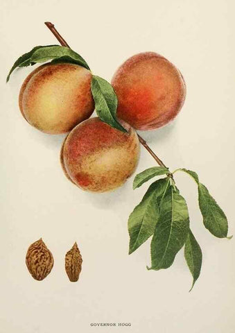 Reproducción/Reproduction 29212355173: The peaches of New York,. Albany,J. B. Lyon Company, printers,1917.