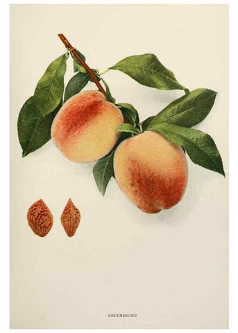 Reproducción/Reproduction 29212359313: The peaches of New York,. Albany,J. B. Lyon Company, printers,1917.