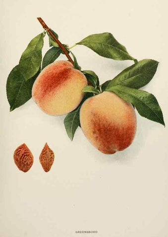 Reproducción/Reproduction 29212359313: The peaches of New York,. Albany,J. B. Lyon Company, printers,1917.