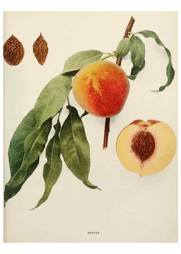 Reproducción/Reproduction 29212451493: The peaches of New York,. Albany,J. B. Lyon Company, printers,1917.