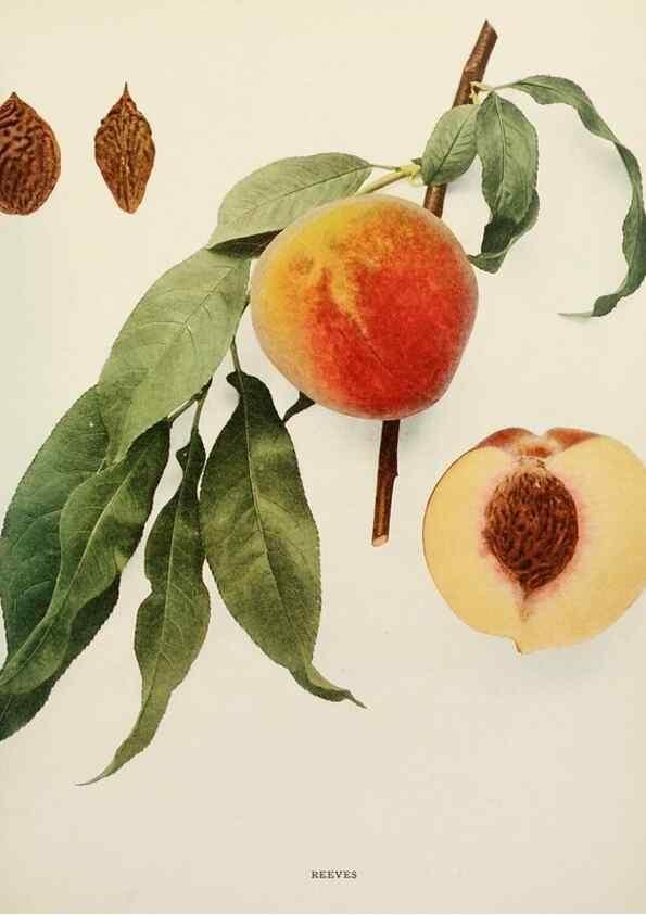 Reproducción/Reproduction 29212451493: The peaches of New York,. Albany,J. B. Lyon Company, printers,1917.