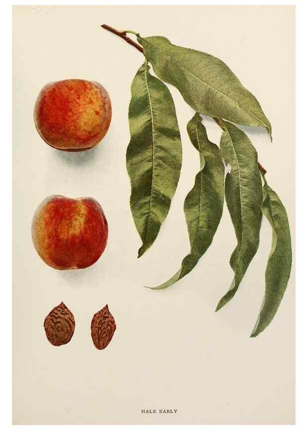 Reproducción/Reproduction 29725313812: The peaches of New York,. Albany,J. B. Lyon Company, printers,1917.