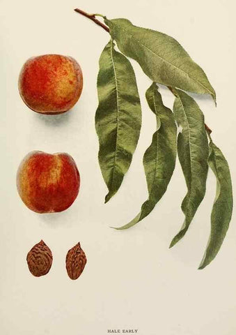 Reproducción/Reproduction 29725313812: The peaches of New York,. Albany,J. B. Lyon Company, printers,1917.