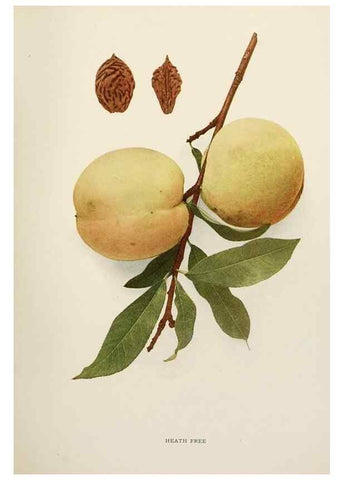 Reproducción/Reproduction 29803059706: The peaches of New York,. Albany,J. B. Lyon Company, printers,1917.