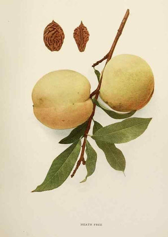 Reproducción/Reproduction 29803059706: The peaches of New York,. Albany,J. B. Lyon Company, printers,1917.
