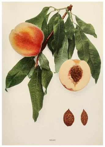 Reproducción/Reproduction 29545678300: The peaches of New York,. Albany,J. B. Lyon Company, printers,1917.