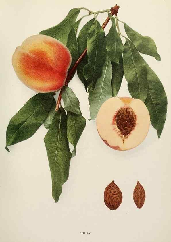 Reproducción/Reproduction 29545678300: The peaches of New York,. Albany,J. B. Lyon Company, printers,1917.