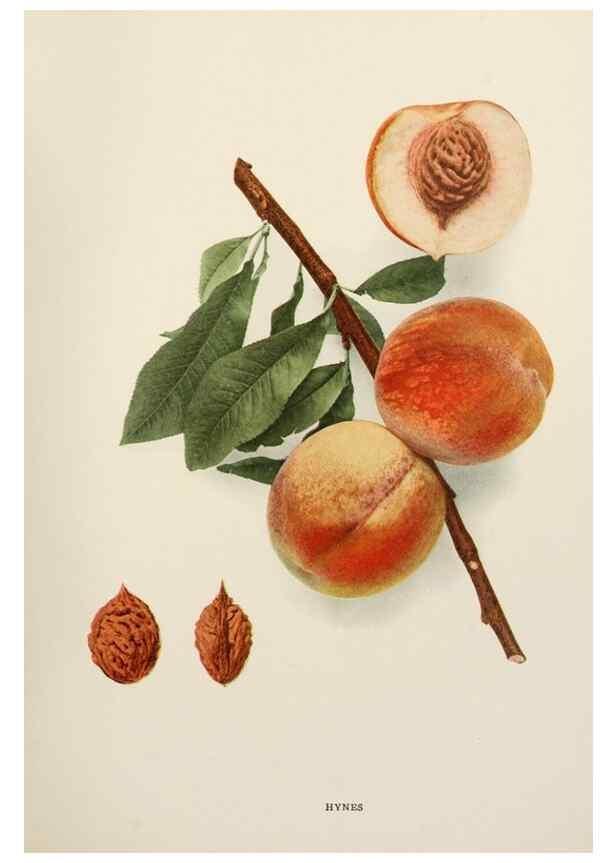 Reproducción/Reproduction 29803066596: The peaches of New York,. Albany,J. B. Lyon Company, printers,1917.