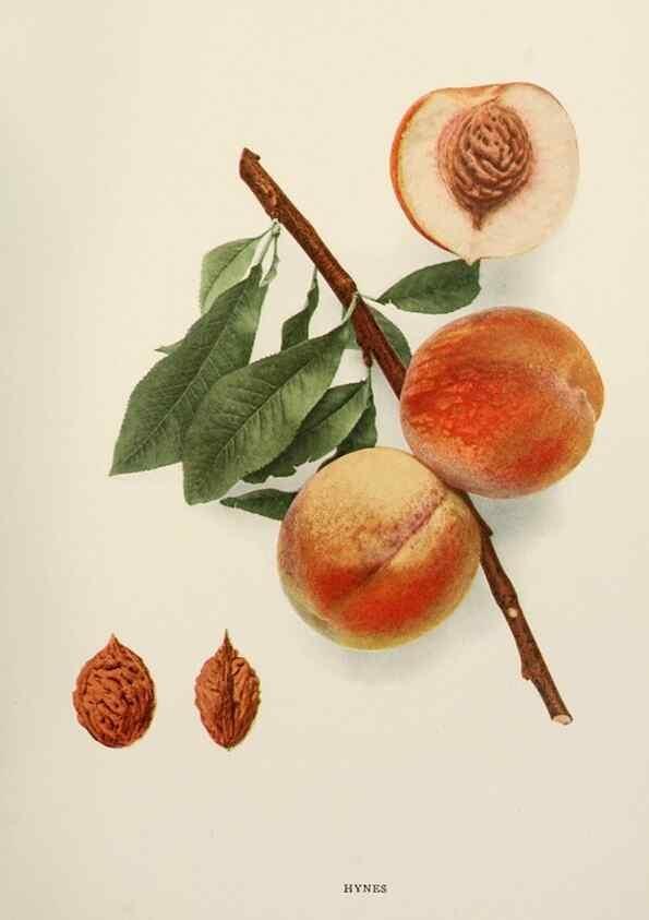 Reproducción/Reproduction 29803066596: The peaches of New York,. Albany,J. B. Lyon Company, printers,1917.