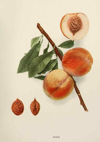 Reproducción/Reproduction 29803066596: The peaches of New York,. Albany,J. B. Lyon Company, printers,1917.