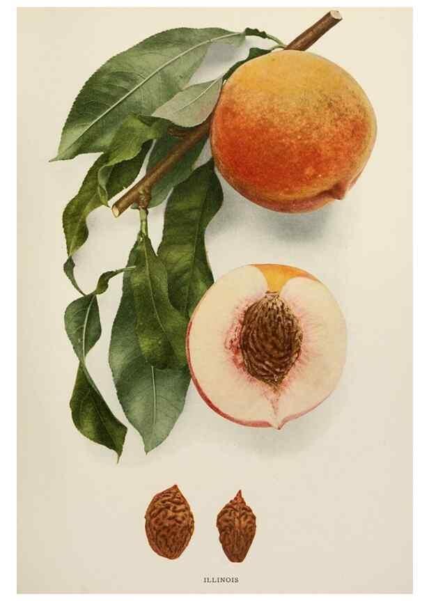 Reproducción/Reproduction 29545683140: The peaches of New York,. Albany,J. B. Lyon Company, printers,1917.