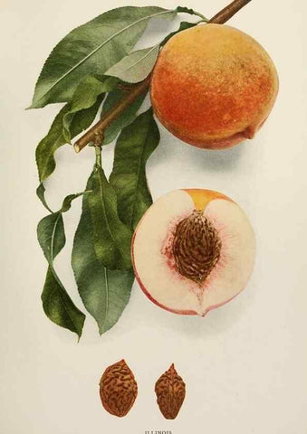 Reproducción/Reproduction 29545683140: The peaches of New York,. Albany,J. B. Lyon Company, printers,1917.