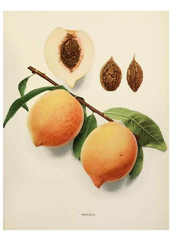 Reproducción/Reproduction 29212375973: The peaches of New York,. Albany,J. B. Lyon Company, printers,1917.