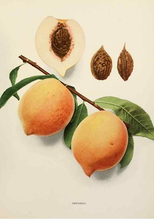 Reproducción/Reproduction 29212375973: The peaches of New York,. Albany,J. B. Lyon Company, printers,1917.