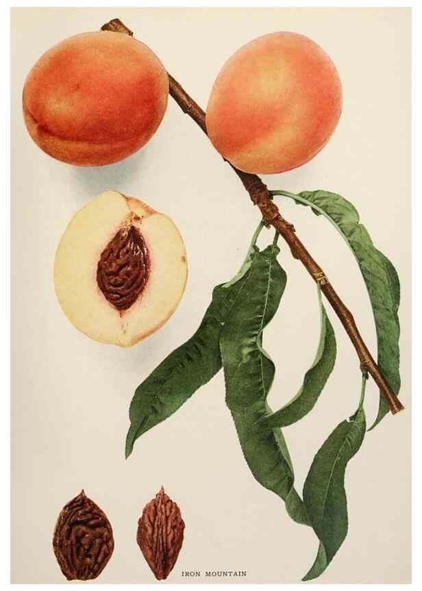 Reproducción/Reproduction 29725337202: The peaches of New York,. Albany,J. B. Lyon Company, printers,1917.
